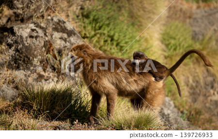 Gelada baboon mother carrying baby in Ethiopia Gelada baboon mother carrying baby in Ethiopia 139726933