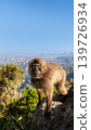 Young Gelada monkey on mountain peak in Ethiopia 139726934