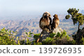 Gelada baboon pair overlooking Simien Mountains valley in Ethiopia 139726935