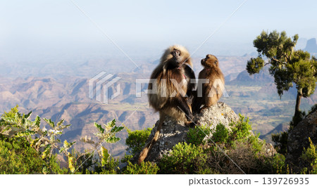 Gelada baboon pair overlooking Simien Mountains valley in Ethiopia Gelada baboon pair overlooking Simien Mountains valley in Ethiopia 139726935