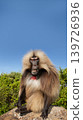 Gelada monkey male sitting on a rock in Simien Mountains of Ethiopia 139726936