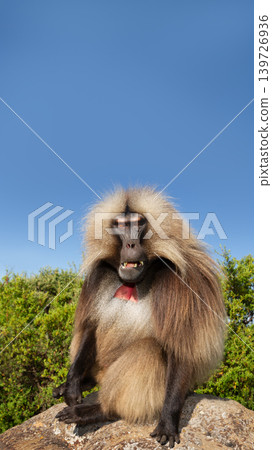 Gelada monkey male sitting on a rock in Simien Mountains of Ethiopia 139726936
