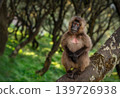 Gelada baboon sitting on tree branch in Simien mountains Ethiopia 139726938