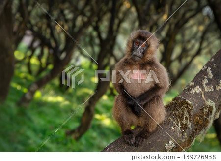Gelada baboon sitting on tree branch in Simien mountains Ethiopia Gelada baboon sitting on tree branch in Simien mountains Ethiopia 139726938