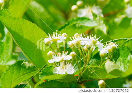 Flowers of the deciduous broadleaf tree of the Rosaceae family, Kamatsuka Flowers of the deciduous broadleaf tree of the Rosaceae family, Kamatsuka 139727062