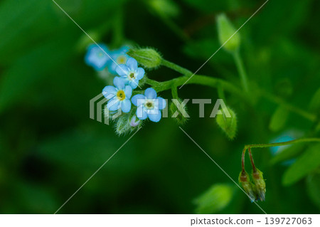 A small pale blue-purple flower, the cucumber plant of the family Violaceae, blooming 139727063