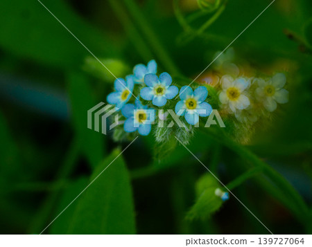A small pale blue-purple flower, the cucumber plant of the family Violaceae, blooming 139727064