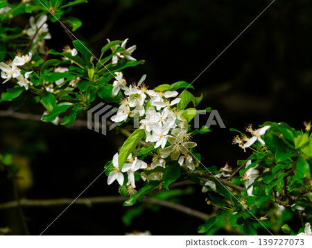 Flowering of Rosaceae Malus sieboldii 139727073