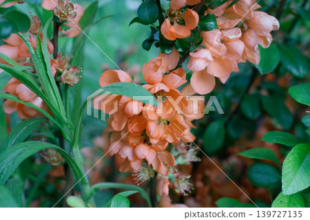 Blooming Chaenomeles with coral petals and fresh foliage in garden. Beautiful decorative bush in springtime orchard under natural light. 139727135
