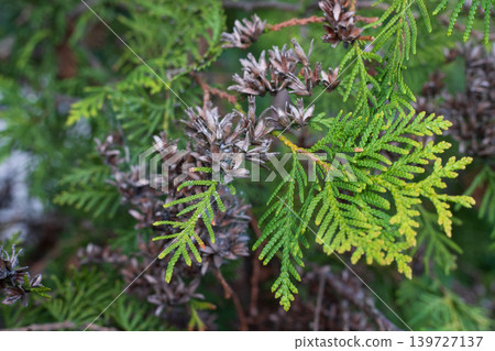 Mature brown cones on an evergreen thuja branch with green needles. A coniferous tree with brown buds. Mature brown cones on an evergreen thuja branch with green needles. A coniferous tree with brown buds. 139727137