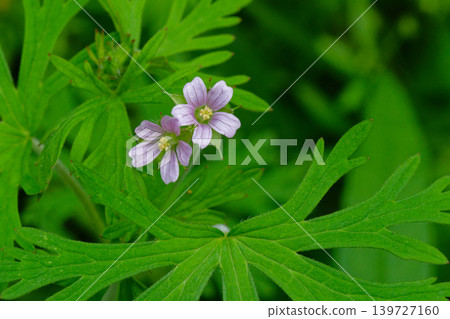 Flowering of Carolina geranium 139727160
