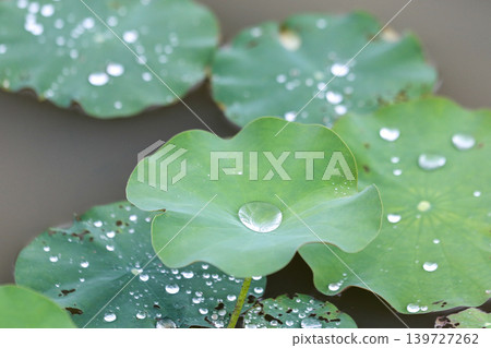 Large water droplets accumulating on lotus leaves Large water droplets accumulating on lotus leaves 139727262