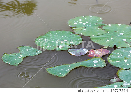 Lotus leaves floating on a rain-soaked pond and spreading ripples. Lotus leaves floating on a rain-soaked pond and spreading ripples. 139727264