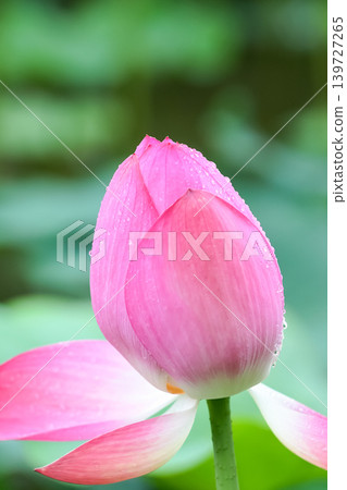 A pink lotus bud stands quietly, wet with rain. (Vertical view) 139727265