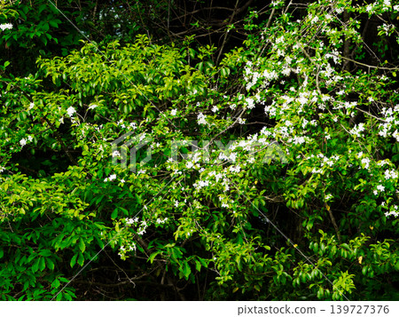 Flowering of Rosaceae Malus sieboldii 139727376