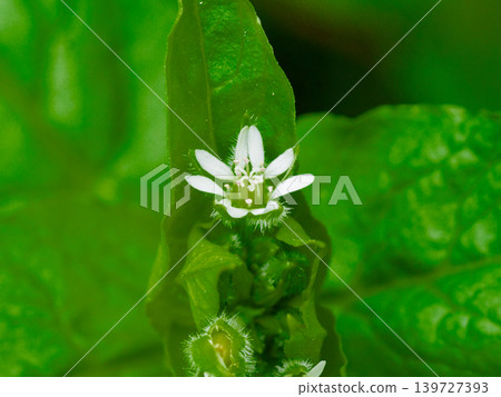 繁縷:一種等待春天到來的野花。 繁縷:一種等待春天到來的野花。 139727393