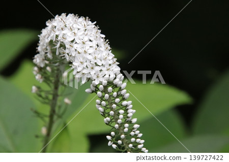岡之虎的白色花朵已經盛開。 岡之虎的白色花朵已經盛開。 139727422