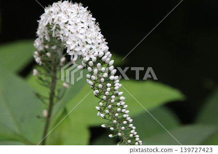 岡之虎的白色花朵已經盛開。 岡之虎的白色花朵已經盛開。 139727423