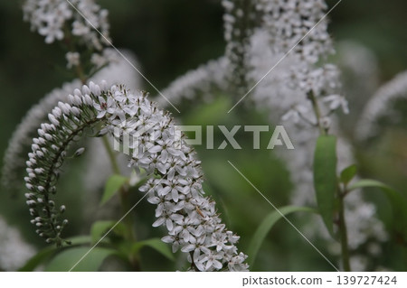 岡之虎的白色花朵已經盛開。 岡之虎的白色花朵已經盛開。 139727424