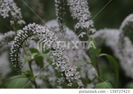 岡之虎的白色花朵已經盛開。 139727425