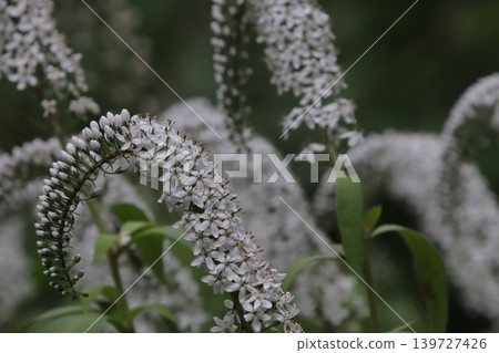岡之虎的白色花朵已經盛開。 岡之虎的白色花朵已經盛開。 139727426