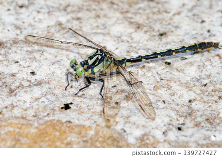 日本特有種,Gomphidae 科,*Oguma-sanae*(雄性) 日本特有種,Gomphidae 科,*Oguma-sanae*(雄性) 139727427