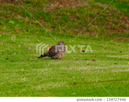 斑鳩的攝食行為 斑鳩的攝食行為 139727446