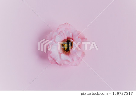Beautiful pink Eustoma (Lisianthus) flower on a pink pastel background. Beautiful pink Eustoma (Lisianthus) flower on a pink pastel background. 139727517