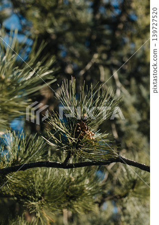 Fluffy branches with cones of green pine tree. 139727520