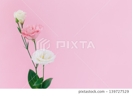 Beautiful white and pink Eustoma (Lisianthus) flowers on a pink pastel background. Beautiful white and pink Eustoma (Lisianthus) flowers on a pink pastel background. 139727529