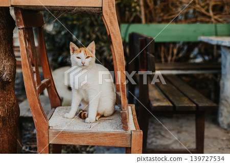 Cute white and red cat on a street of Budva old town, Montenegro. Cute white and red cat on a street of Budva old town, Montenegro. 139727534
