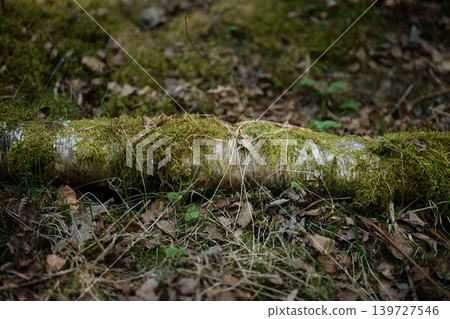Fallen birch log lies on the forest floor, completely covered in vibrant green moss Fallen birch log lies on the forest floor, completely covered in vibrant green moss 139727546