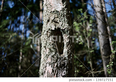 Sunlight illuminates the rugged surface of a tree trunk in a lush forest, revealing a prominent oval cavity carved by nature Sunlight illuminates the rugged surface of a tree trunk in a lush forest, revealing a prominent oval cavity carved by nature 139727551