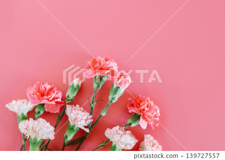 Beautiful pink and white Carnation flowers on a pink pastel background. Beautiful pink and white Carnation flowers on a pink pastel background. 139727557