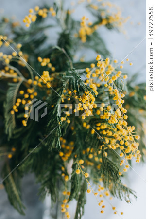Beautiful yellow mimosa flowers in a vase on a grey background. Beautiful yellow mimosa flowers in a vase on a grey background. 139727558