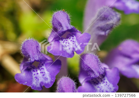 Purple Tatsunamisou flowers that shine in the spring sunshine Purple Tatsunamisou flowers that shine in the spring sunshine 139727566