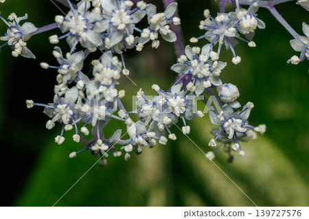 Cute white hydrangeas blooming in the forest Cute white hydrangeas blooming in the forest 139727576