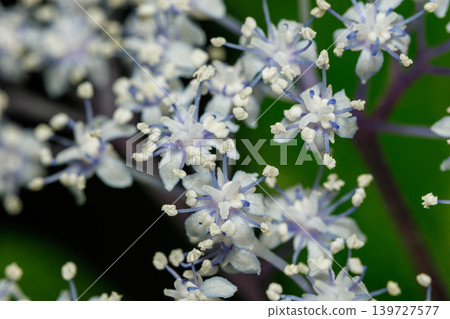 Cute white hydrangeas blooming in the forest 139727577