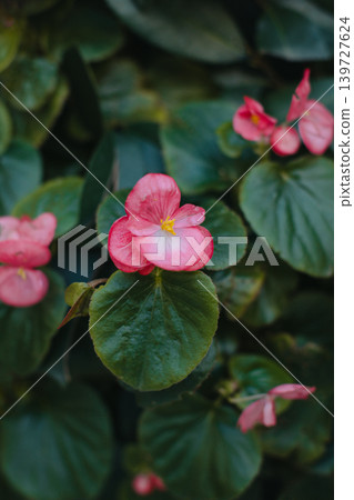 Beautiful pink Begonia flowers in a flower pot on a street. 139727624