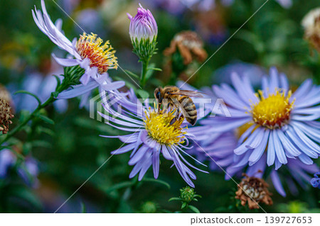 beautiful flowers on which a wasp sits beautiful flowers on which a wasp sits 139727653