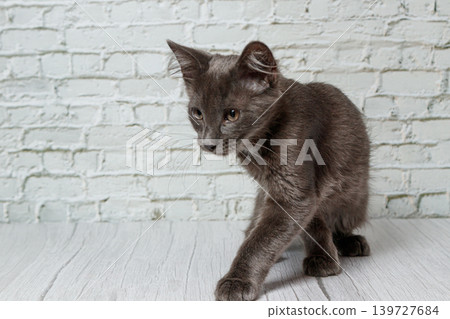 Beautiful gray cat on a brick wall background Beautiful gray cat on a brick wall background 139727684