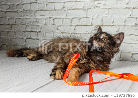 Beautiful little cat girl on a background of a brick wall Beautiful little cat girl on a background of a brick wall 139727686