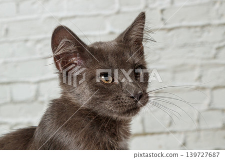 Beautiful gray cat on a brick wall background Beautiful gray cat on a brick wall background 139727687