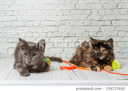 Beautiful couple of gray cat boy and girl on a brick wall background Beautiful couple of gray cat boy and girl on a brick wall background 139727692