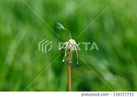 dandelion on a background of green gras dandelion on a background of green gras 139727735