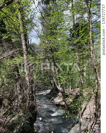Lush green forest with flowing stream surrounded by trees and rocks, sunlight Lush green forest with flowing stream surrounded by trees and rocks, sunlight 139727737