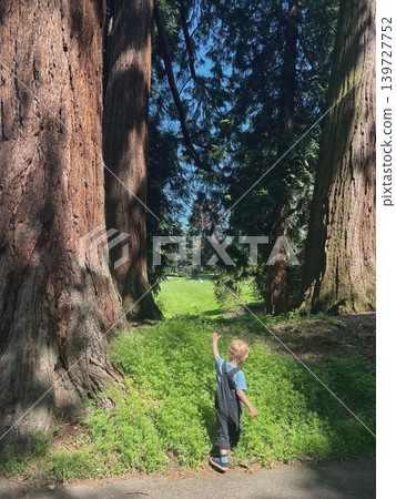 Young child wearing blue shirt and overalls stands between two large redwood 139727752