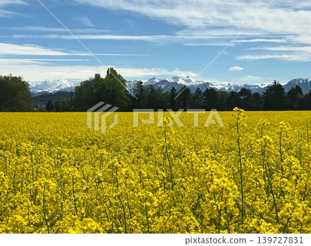 Vibrant yellow canola field stretches across the landscape with snow-capped mountains Vibrant yellow canola field stretches across the landscape with snow-capped mountains 139727831