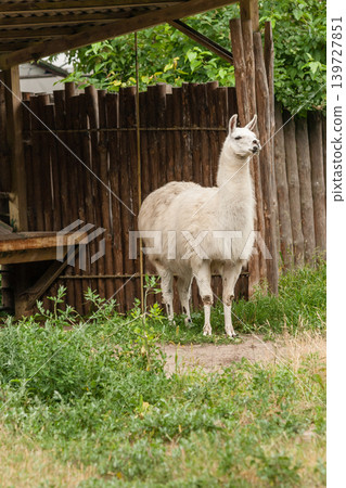 White llama in the yard 139727851