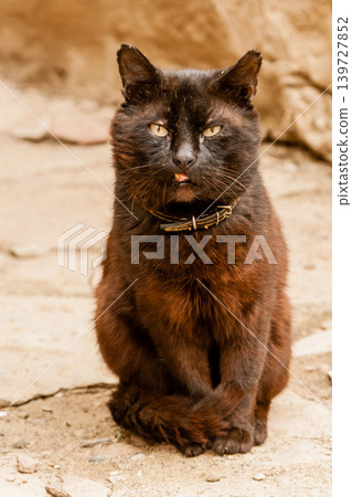 Beautiful black cat with green eyes Beautiful black cat with green eyes 139727852